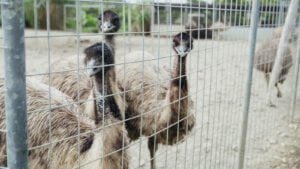 Pantofle Emu: Idealne obuwie dla każdego sezonu